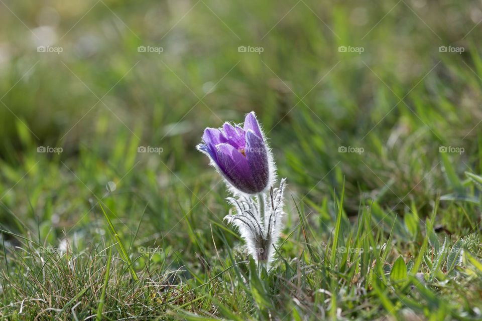 Closeup of one lonely beautiful purple blooming Pasque flower in a grass field at spring shot in backlit 
