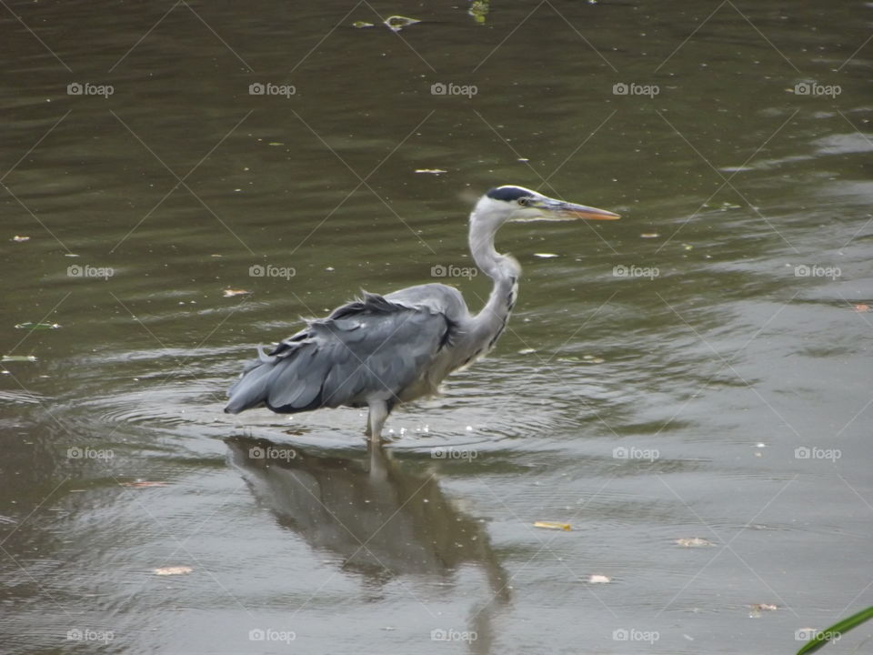 A Heron Hunting Fish