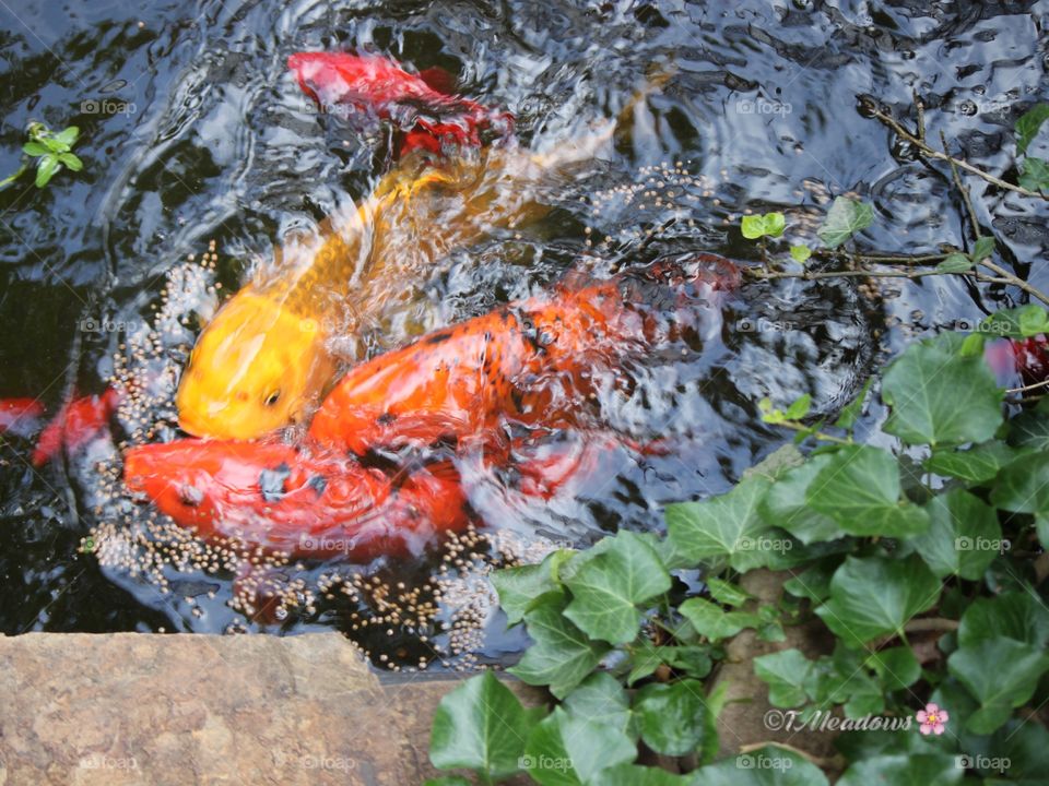  Koi Feeding Frenzy