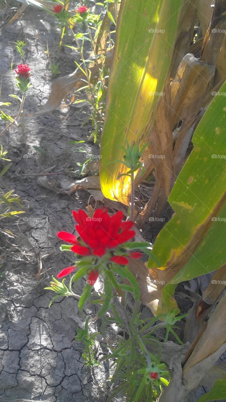 flower among corn plant