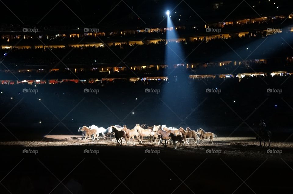 Horses on display 