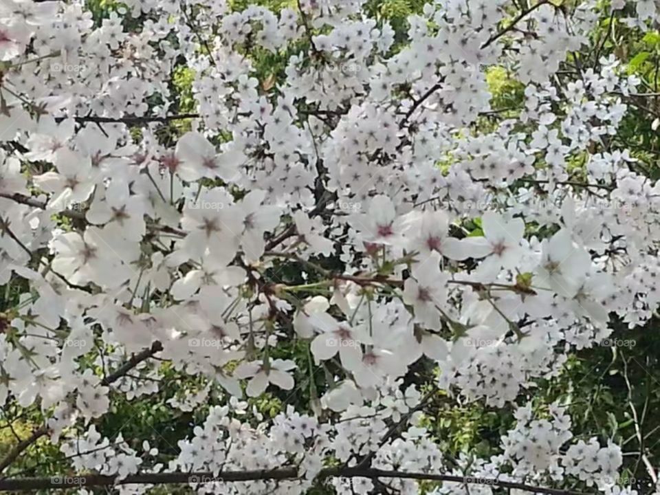 绽放纯洁自由ازهر حرية نقيةMekar kebebasan murni/Kebebasan murni mekar