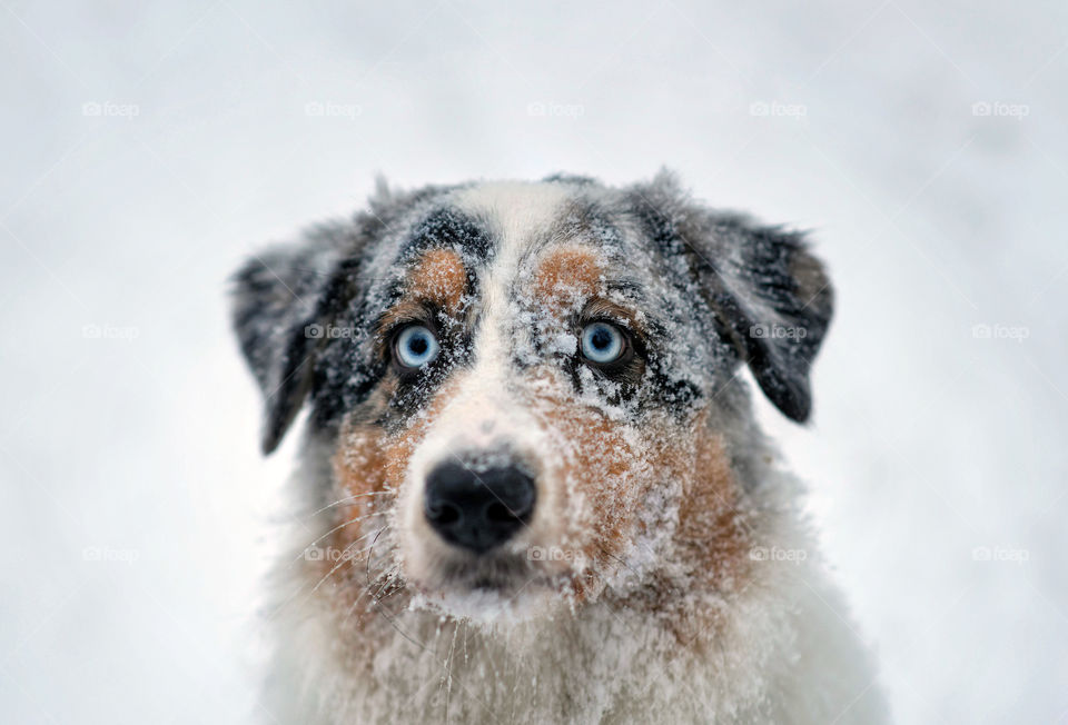 Australian shepherd eyes