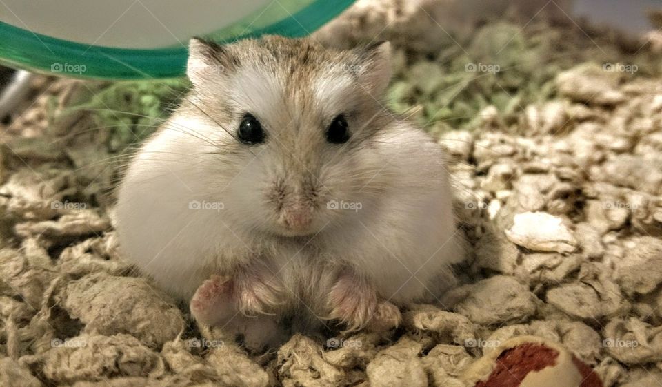 Chubby Hamster