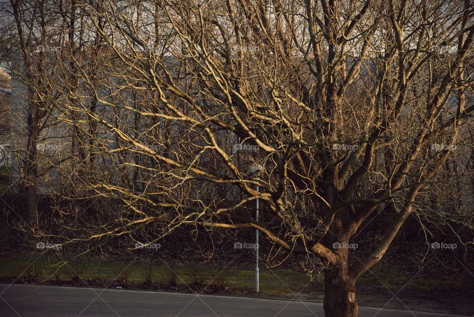 A tree. A lonely tree in a sunlight.