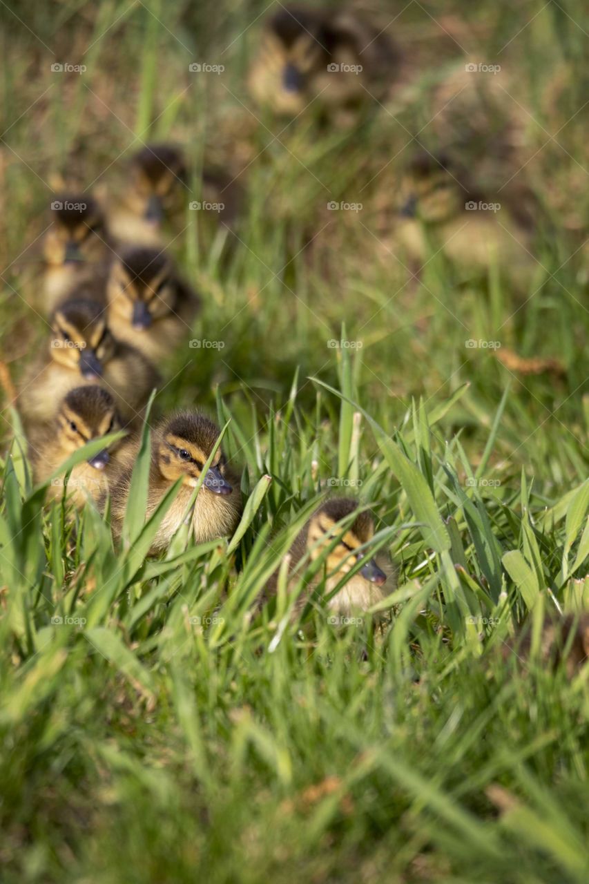 A portrait of a bunch of very cute baby ducks running in a line through some tall grass. the chicks were following their mother around.