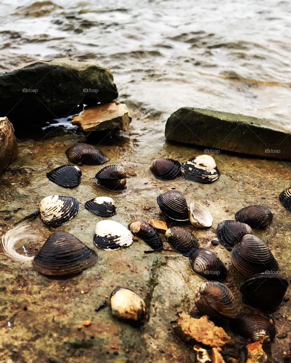 Lake shells