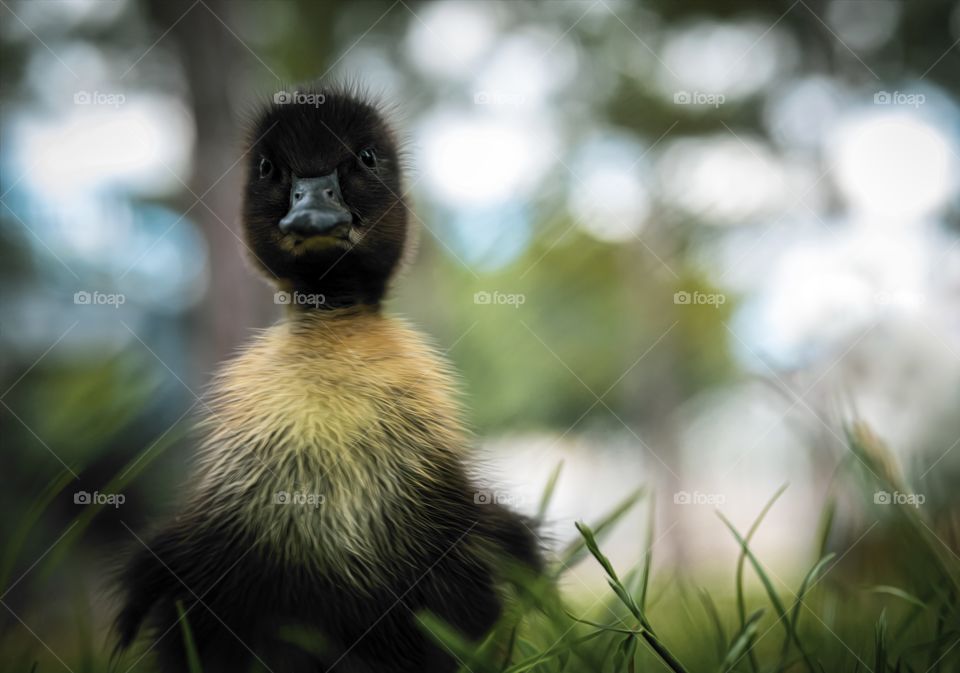 Duckling