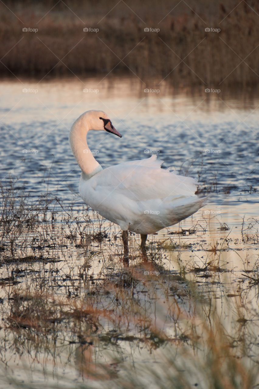 Swan by the sea