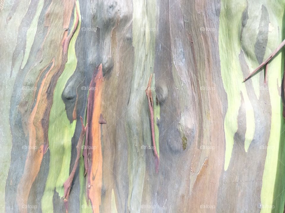 tree bark colors