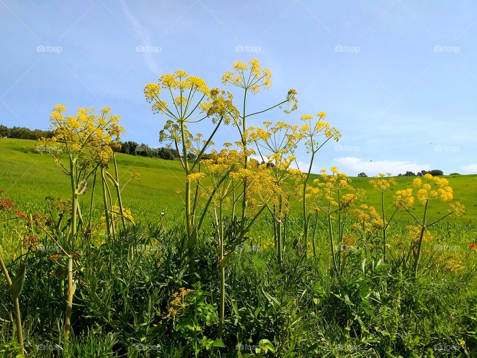 Field blossoms