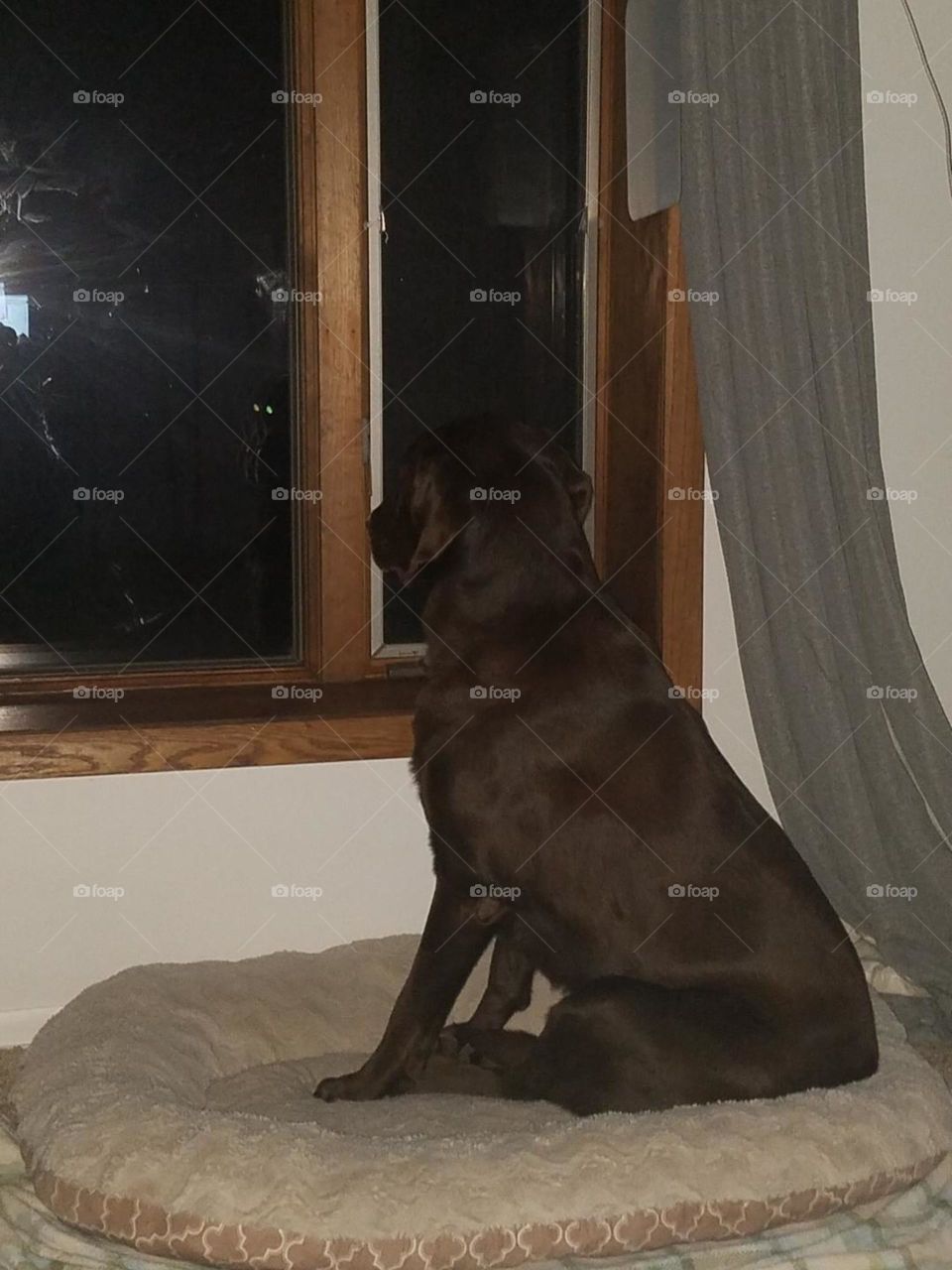 chocolate lab waiting in window for mom to come home
