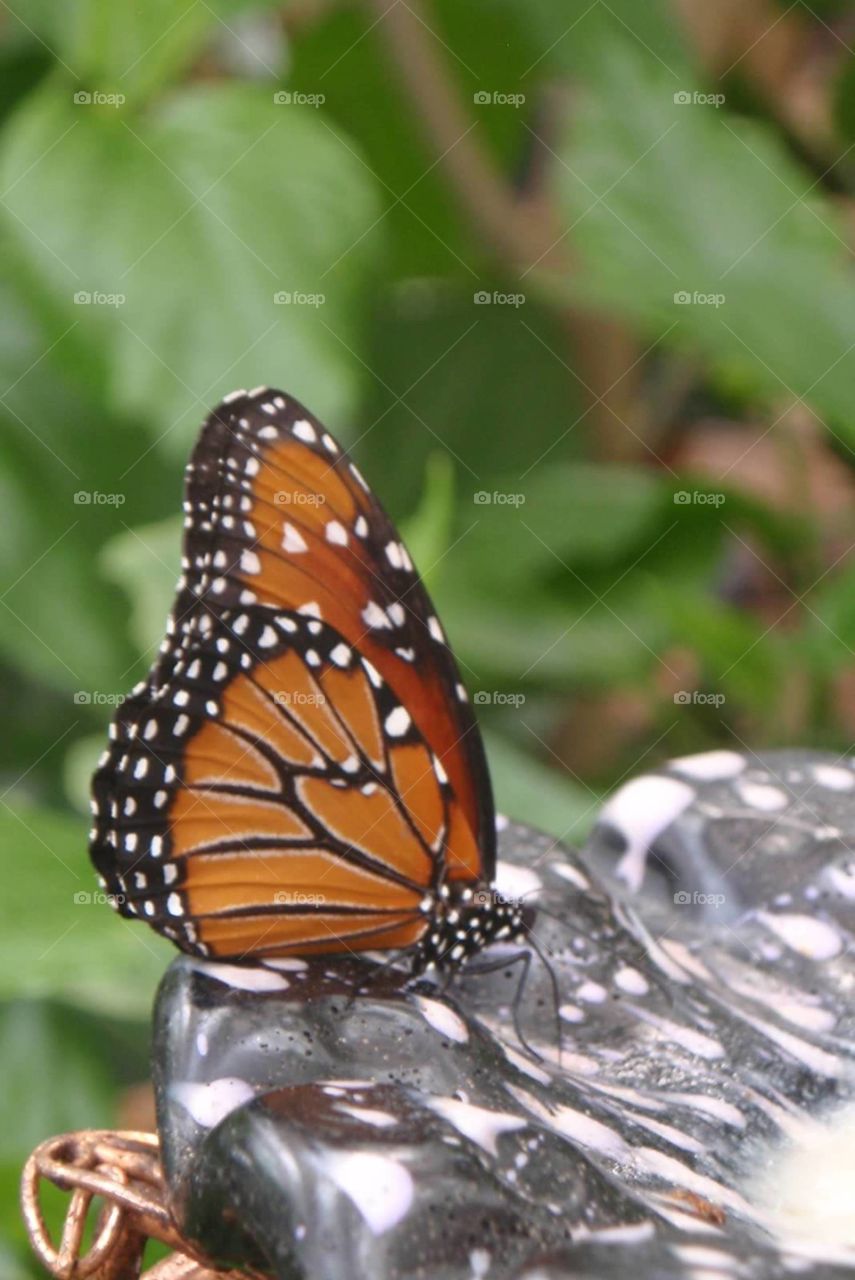 Butterfly perched on feeding dish