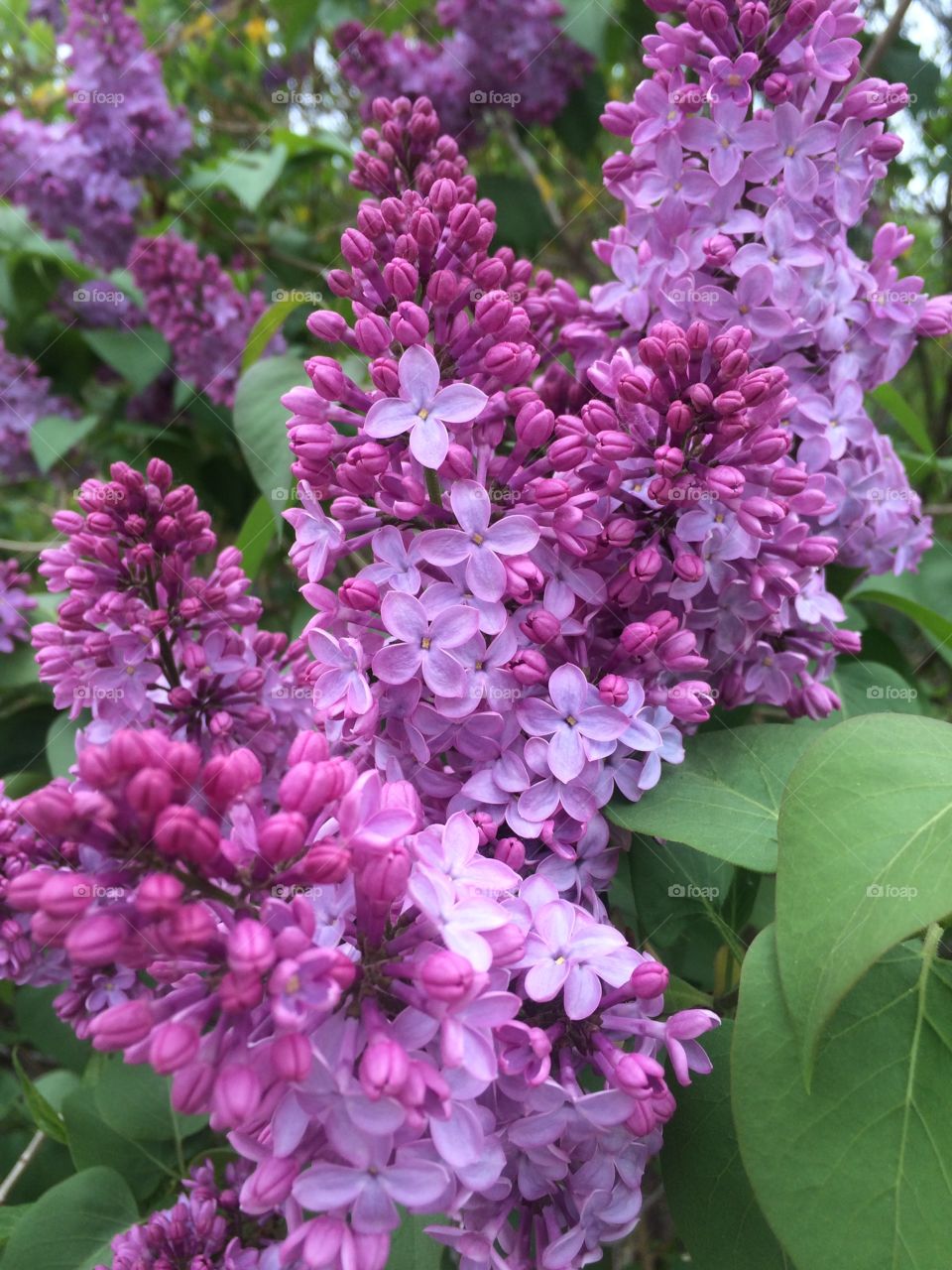 Lilacs. Spring 