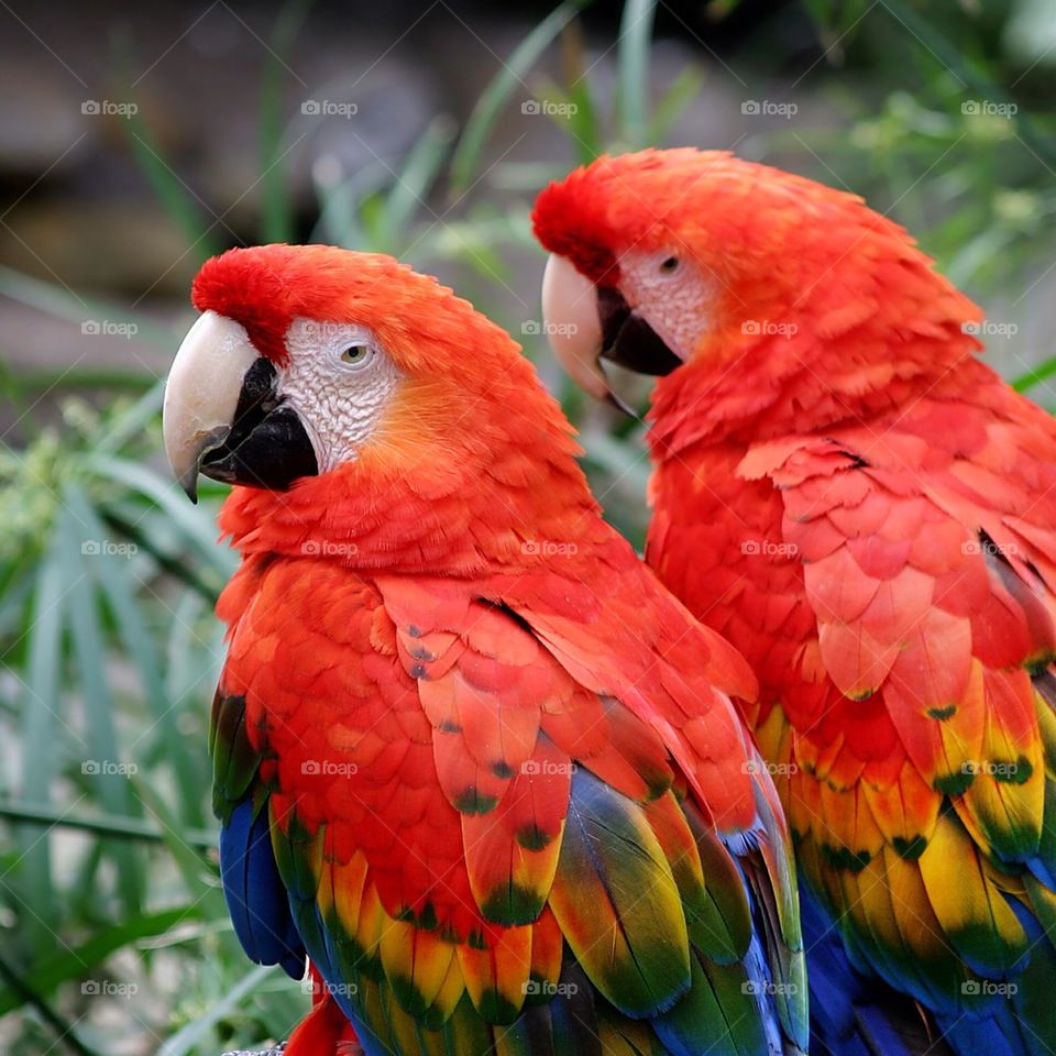 Scarlet Macaws