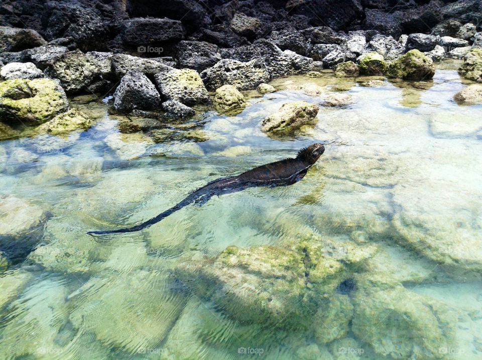 Iguana swimming in the ocean. Galapagos.
