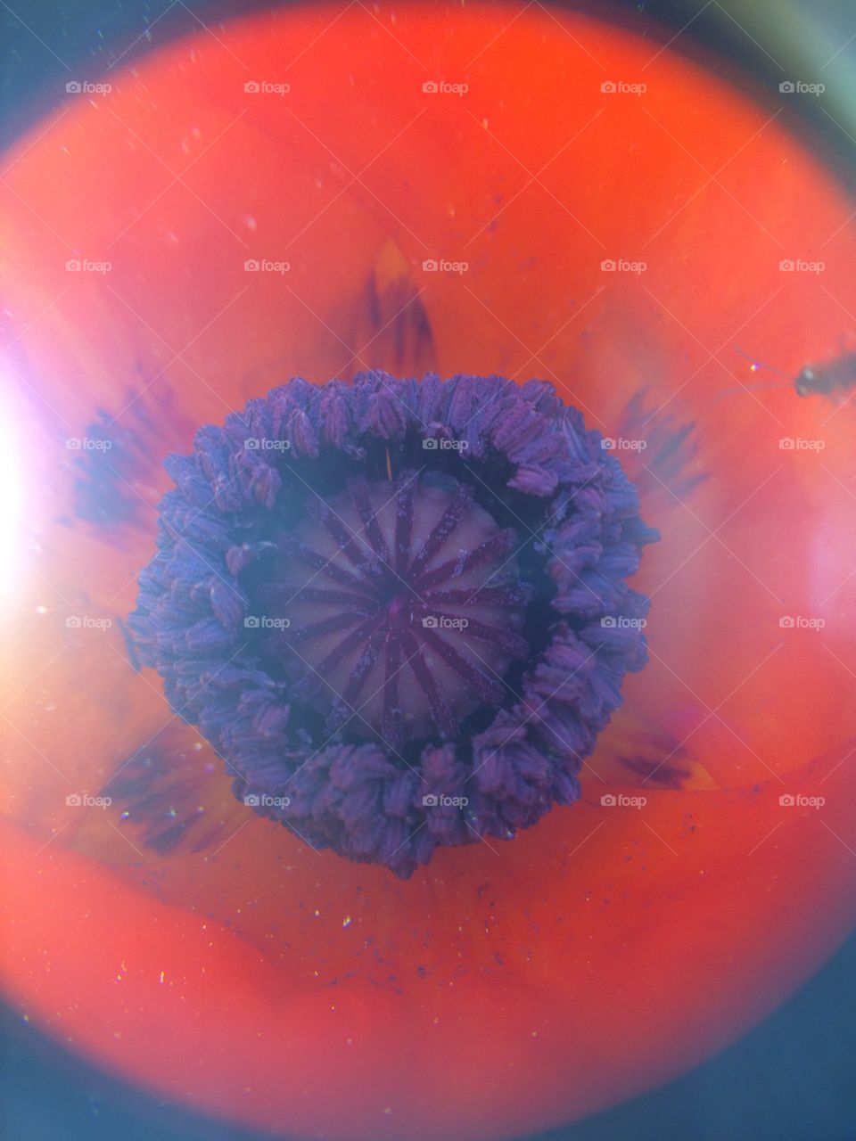 Inside a flower 