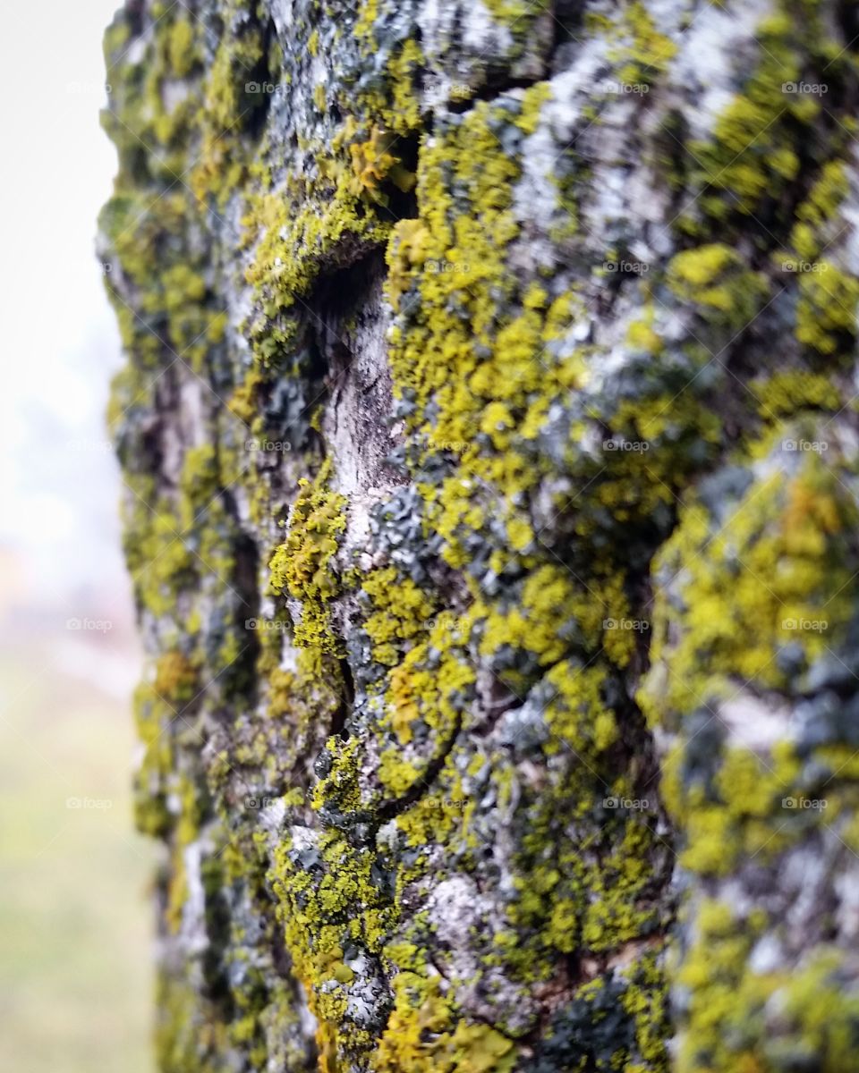 Moss growing on tree trunk