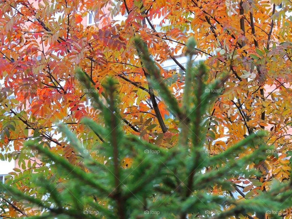 colors autumn