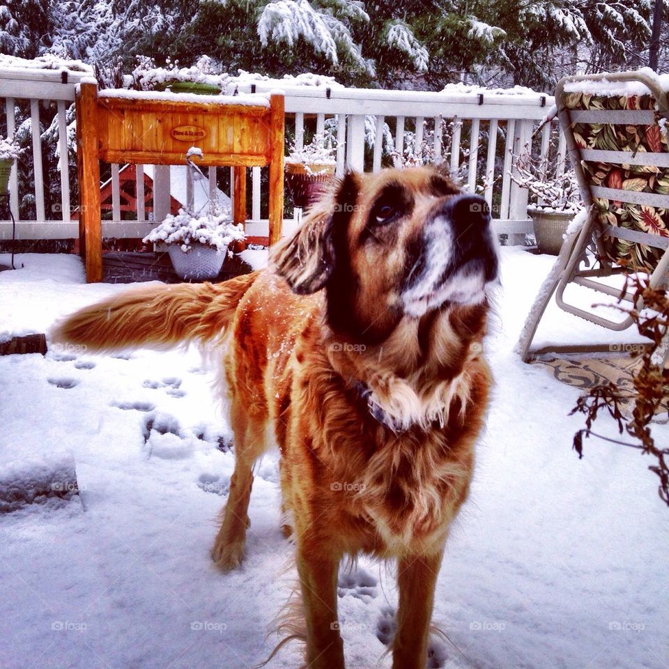 Dog on snowy deck