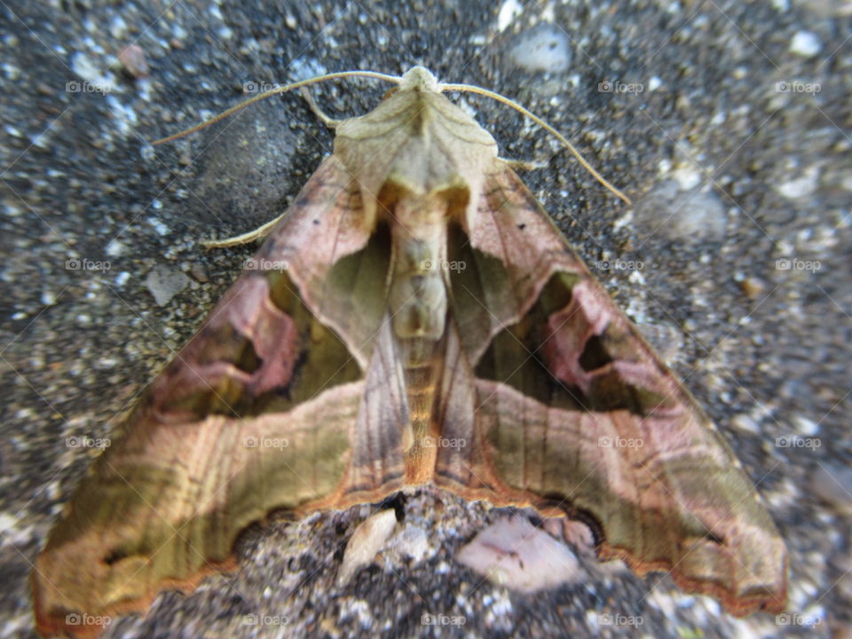 Angle shades moth