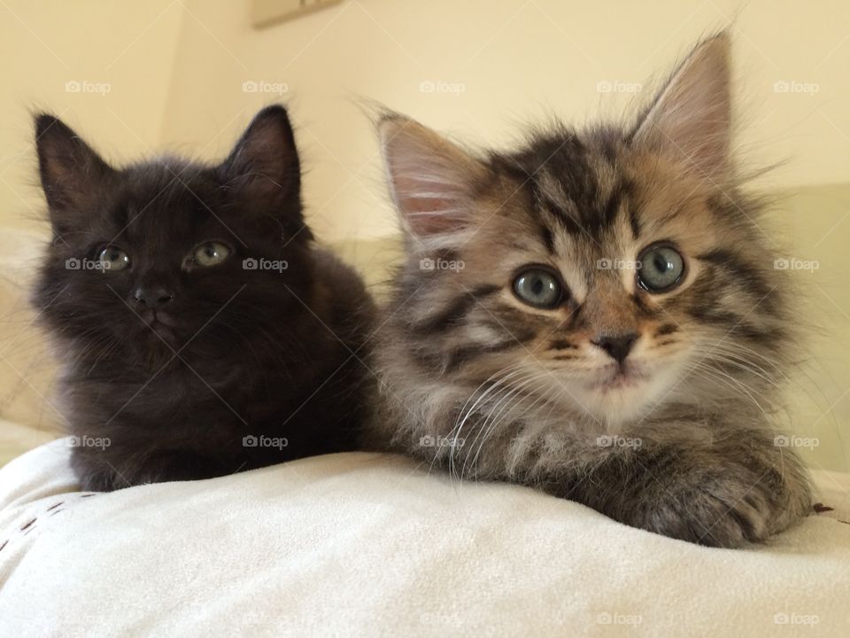Beautiful Maine coon kittens brother and sister.