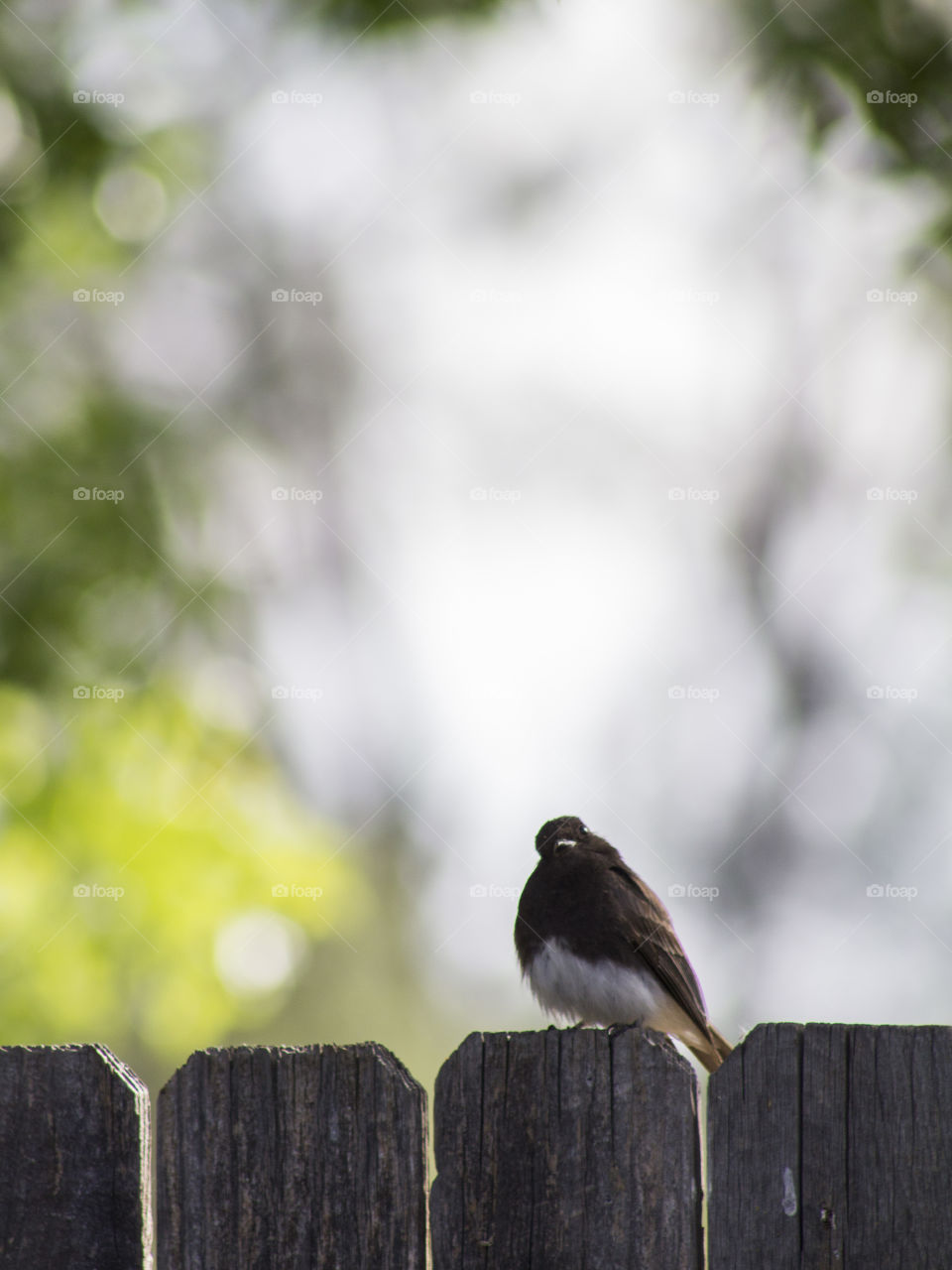 Black Phoebe sitting on a fence in a Northern California backyard