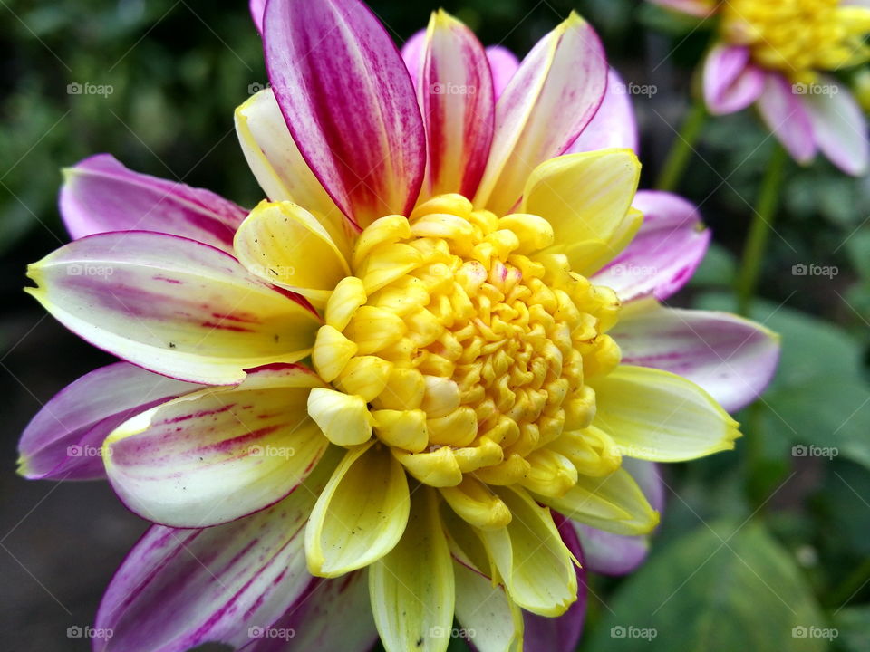 Close-up of beautiful flower