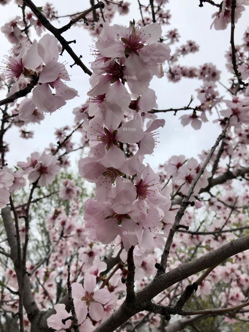 Pink flowers on a tree in spring 