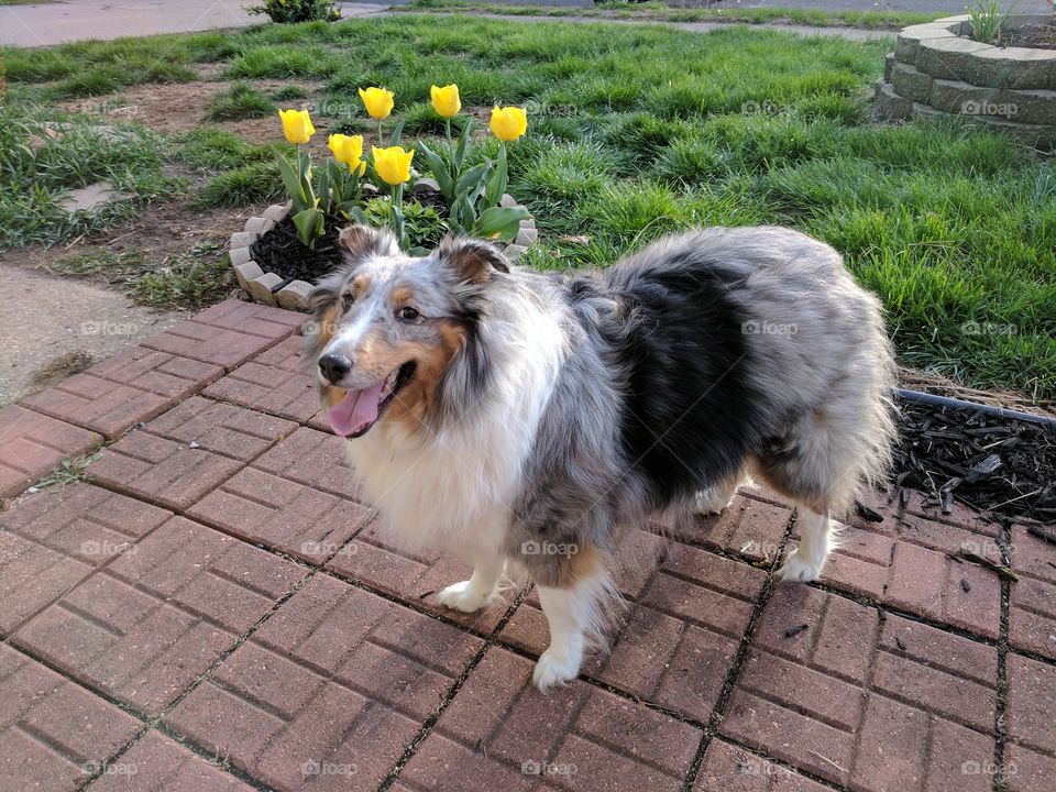 Sandy the Sheltie.