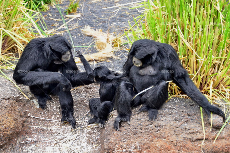 Gibbon's family