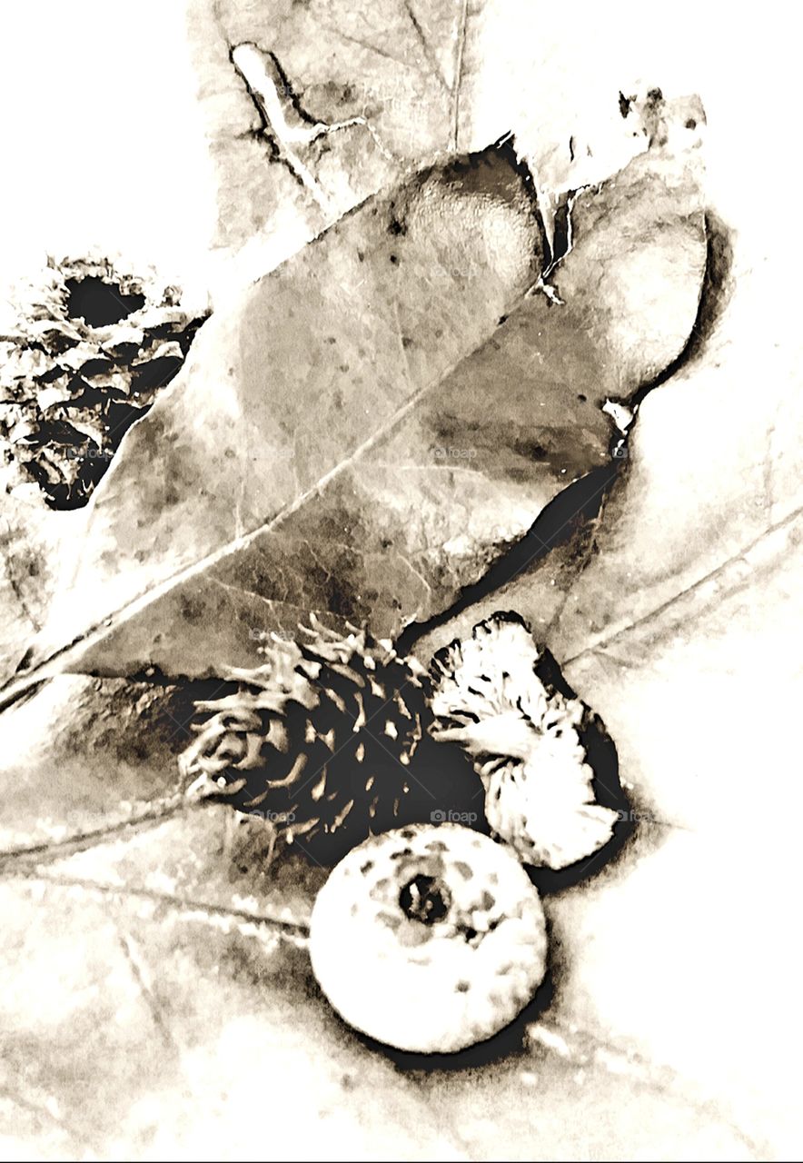 samplings of the first signs of autumn  leaf mushroom pine nuts pine cone