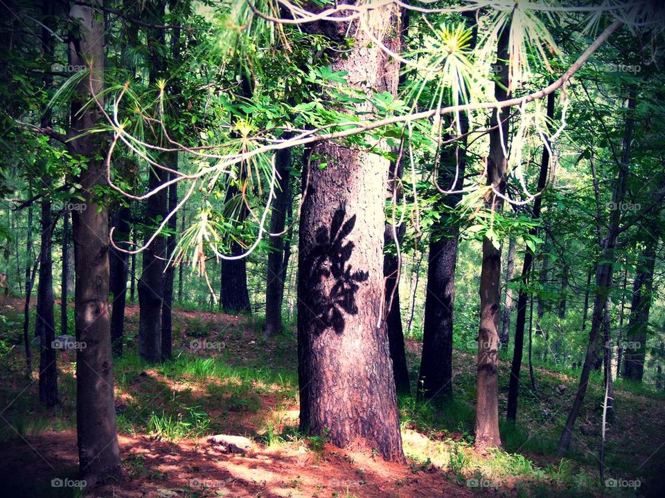 Shadow on a Tree