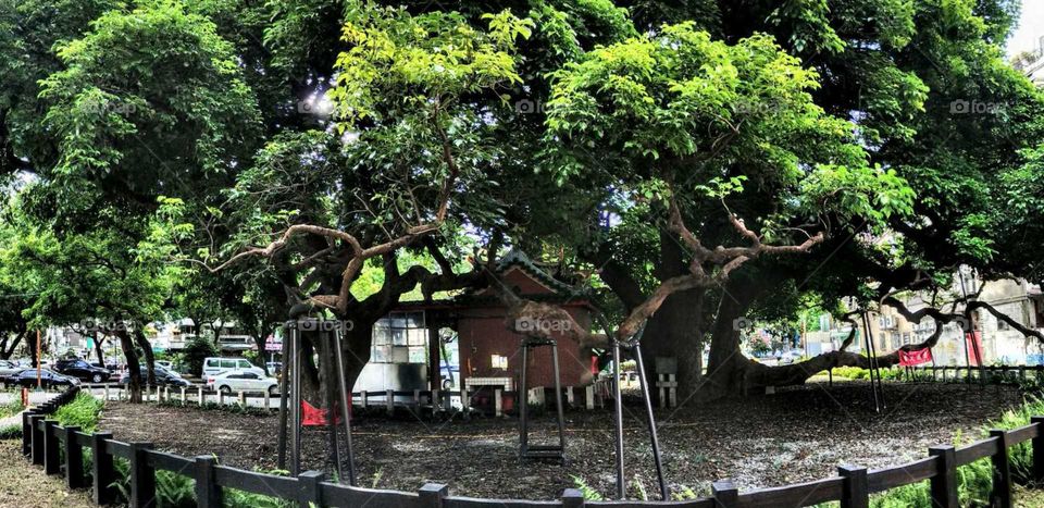 your local treasures: the oldest Autumn Maple tree in Taiwan local, it is 1050 years old, so, has a temple for people worship.