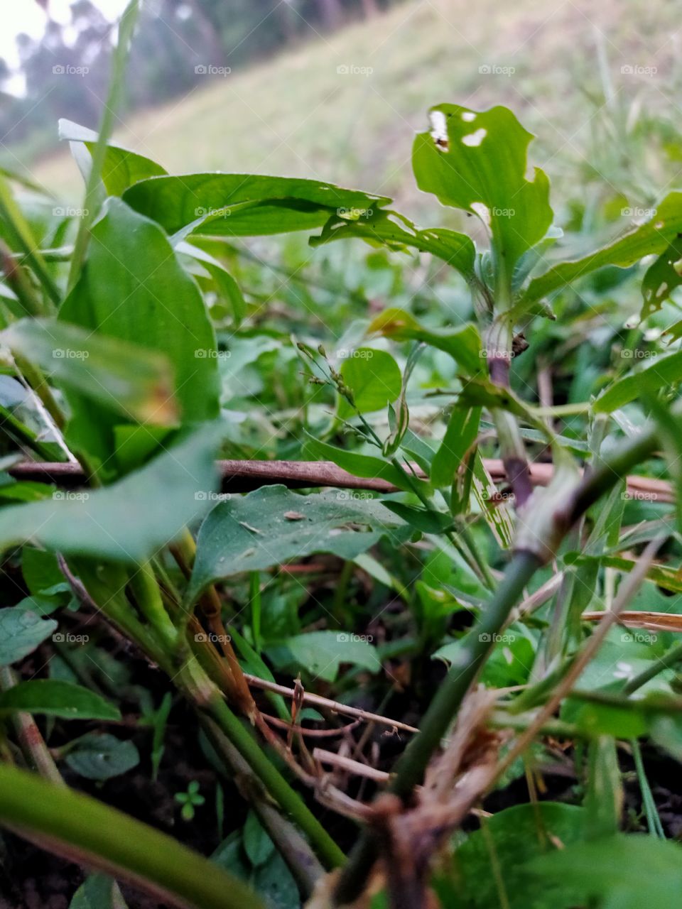 Green plant ,to plant a garden is believe in tomorrow.