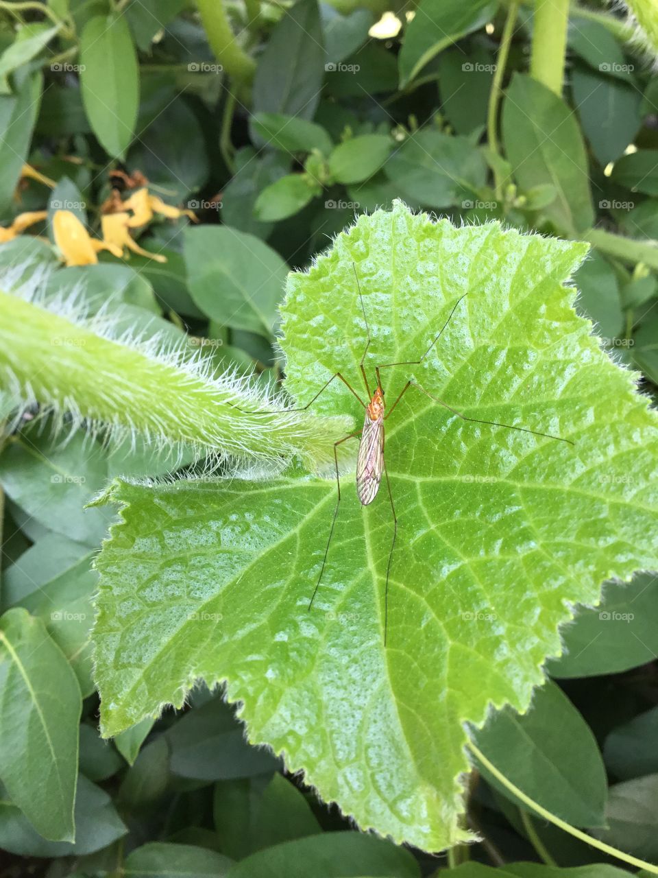 Insect on pumpkin