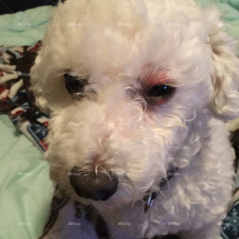 This dog has an irritation in his eyelid.