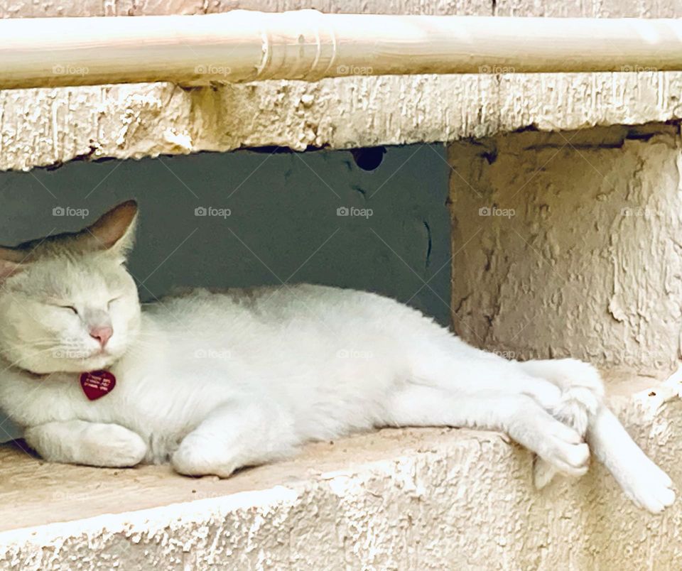 🇺🇸 Laziness in animal form!
I wanted to imitate Luna… oh, loose kitten.
Who wouldn't want to sleep like this?

🇧🇷 A preguiça em forma de bicho!
Eu queria imitar a Luna… ô gatinha folgada.
Quem não queria dormir assim?