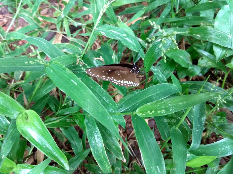 Butterfly  on plant