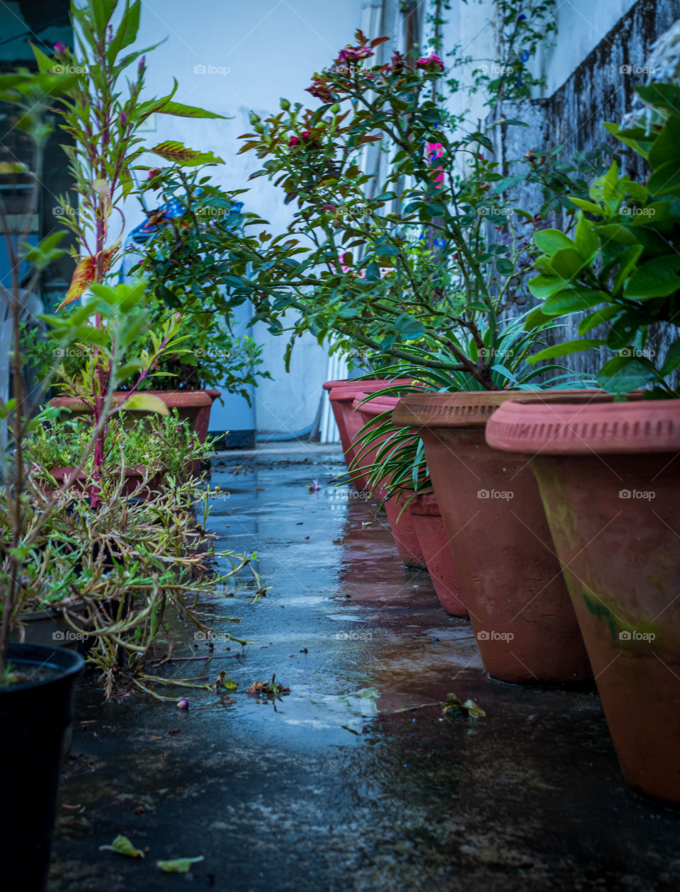 Wet terrace with blooming plants and leaves always reminds me of rainy days