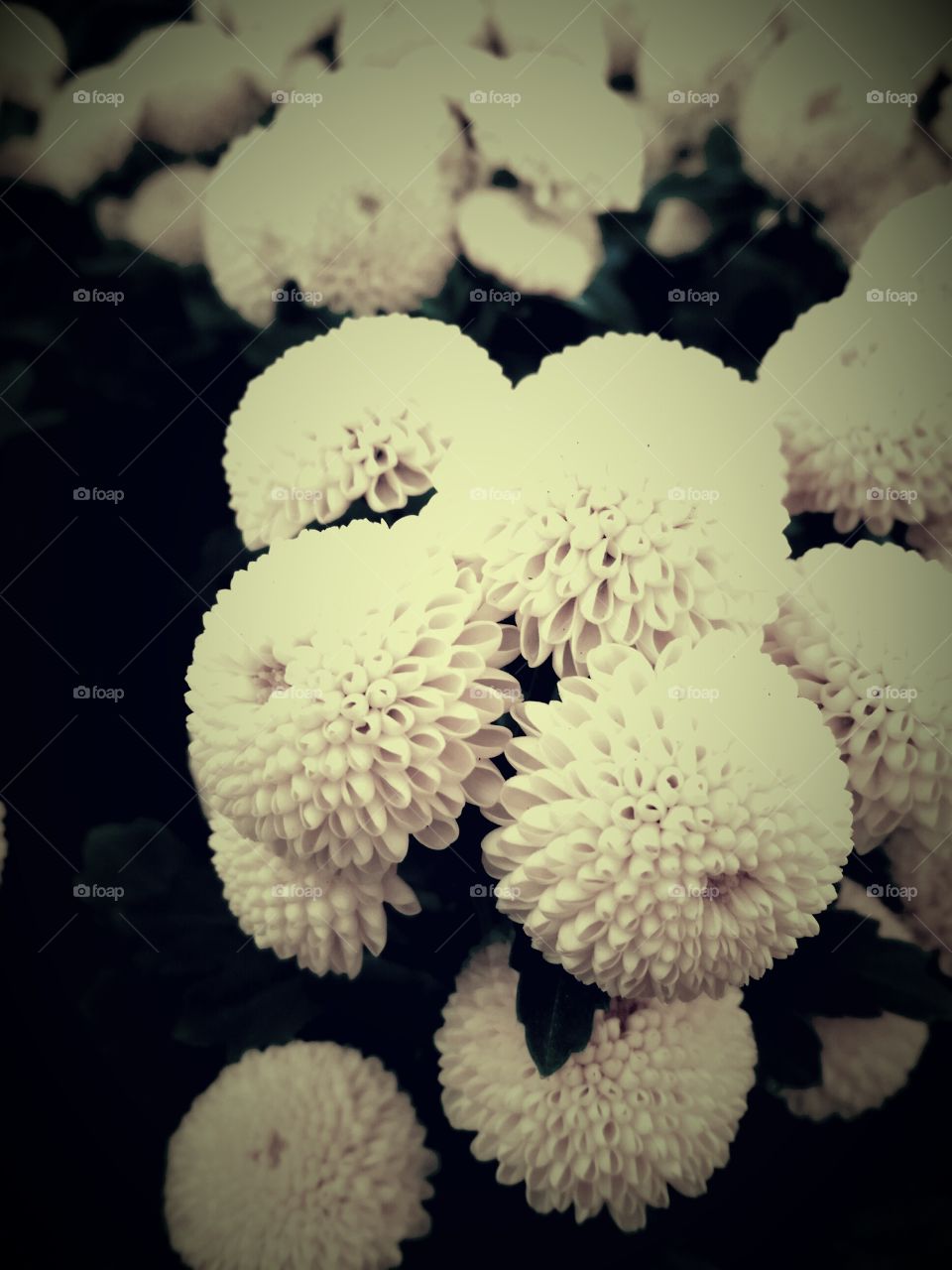 black and white. lovely chrysanthemum pom poms