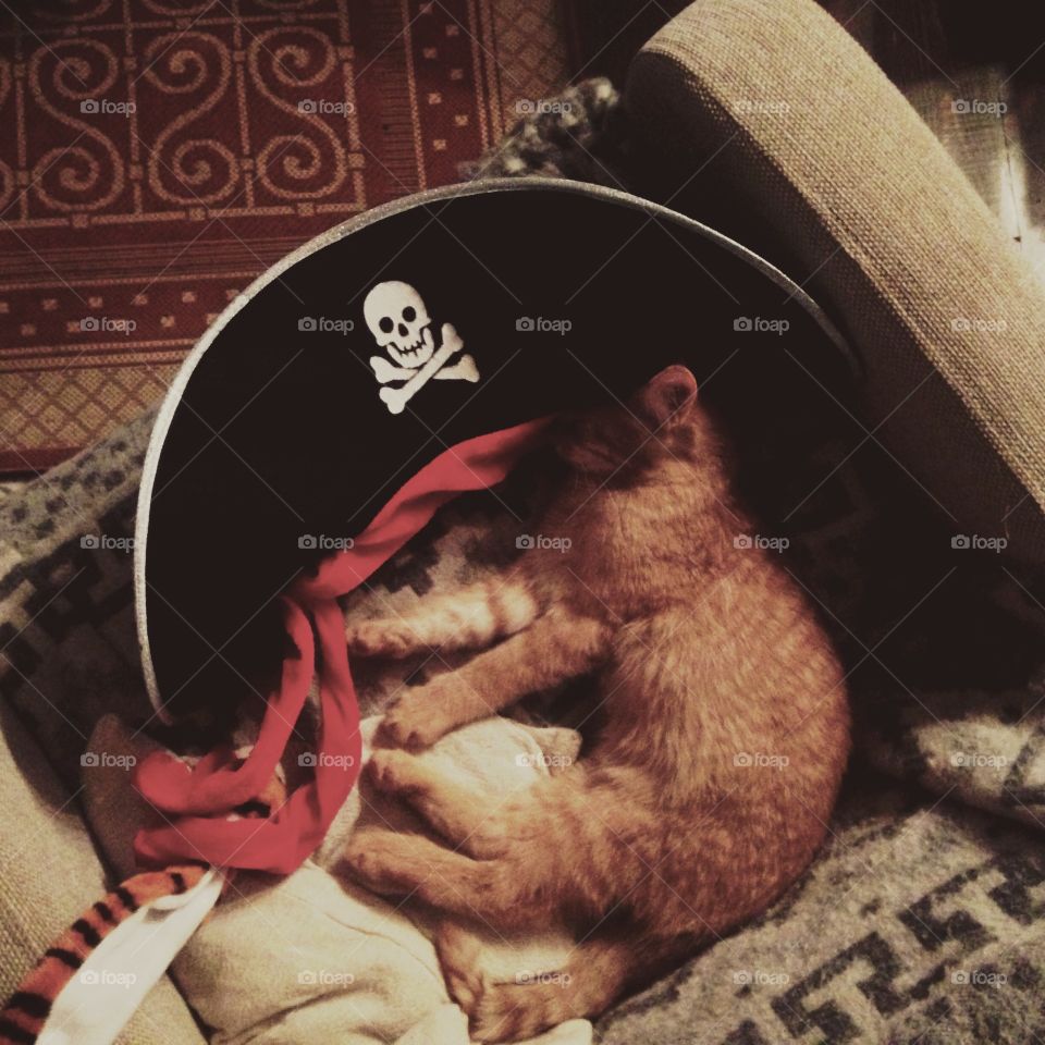 cat in pirate hat