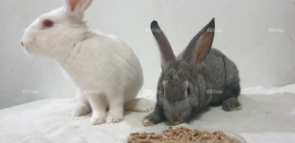 Beautiful rabbits, nose comica red eyes, gray and white snow, delicate, curious, big and long, very curious and funny ears