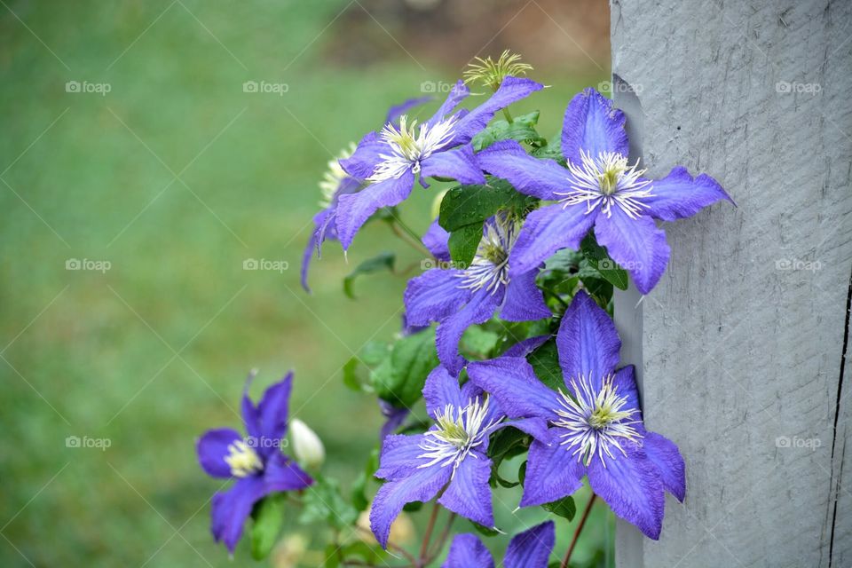 Clematis climbing up a post