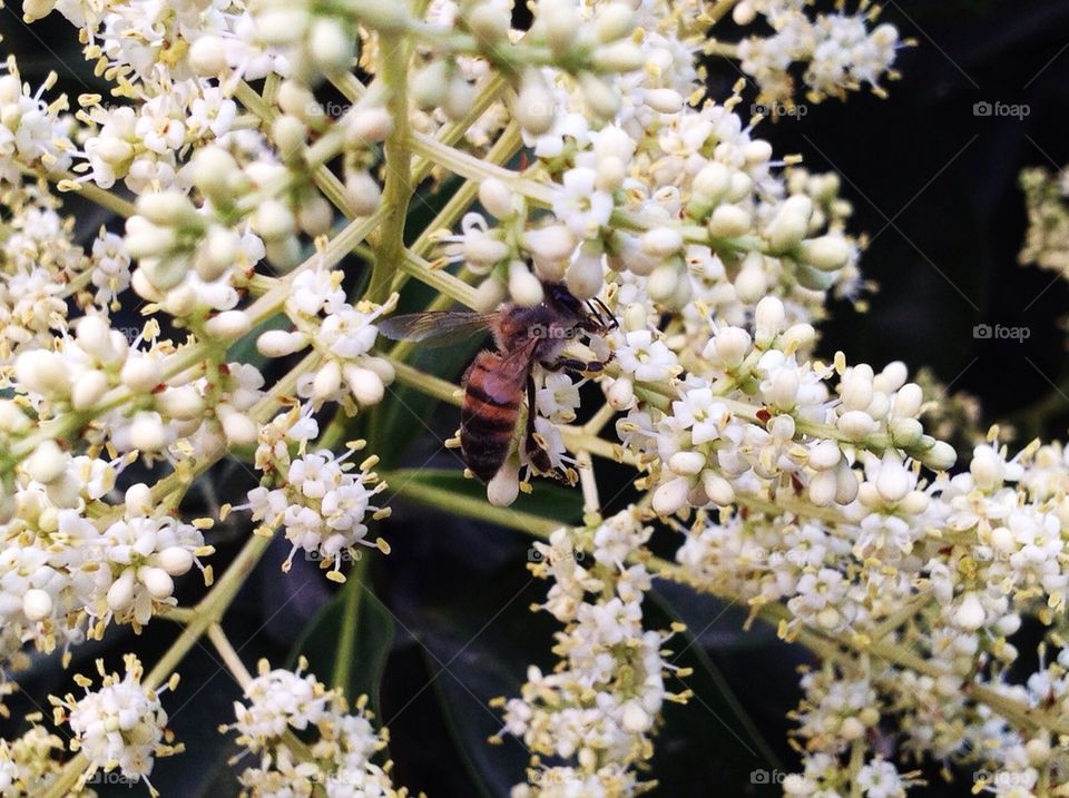 flower white insect fly by a.bilbaisi