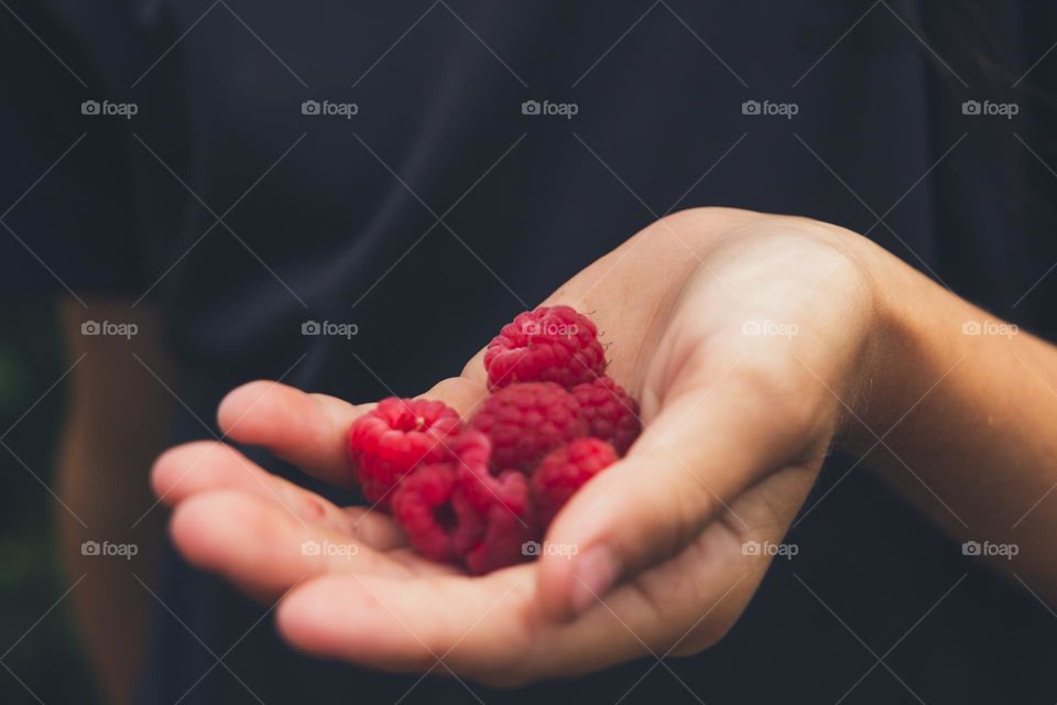 A handful of raspberries in a child’s hand
