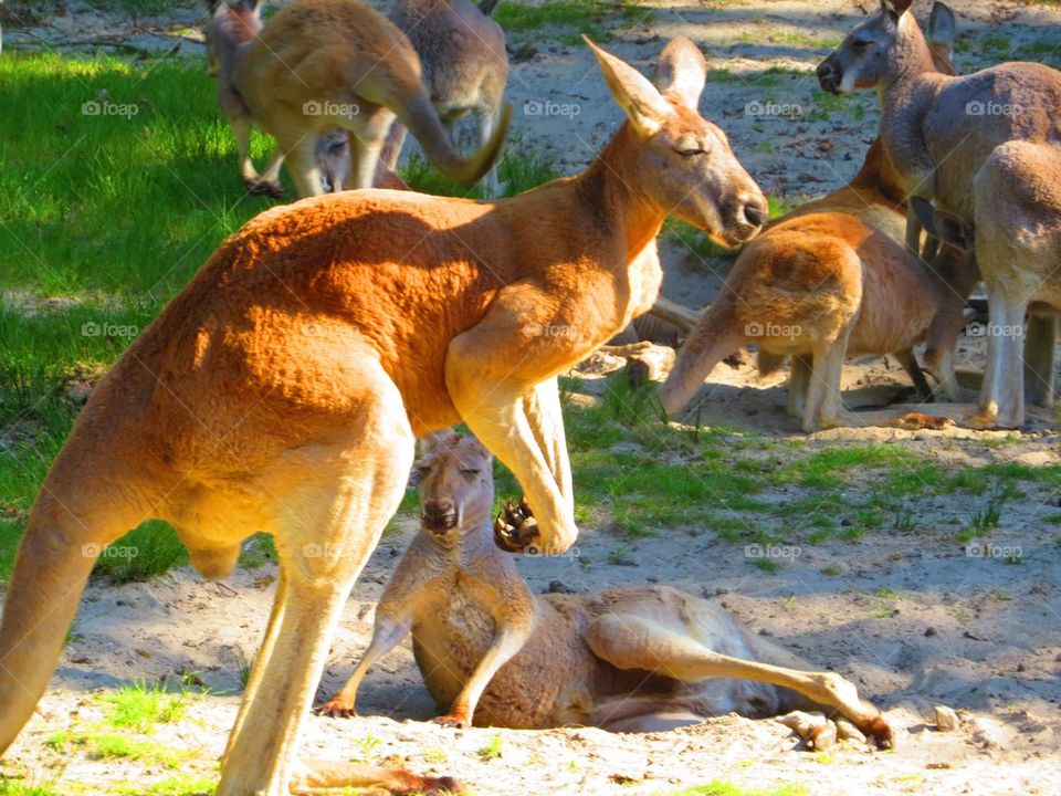 Chillin out kangaroos