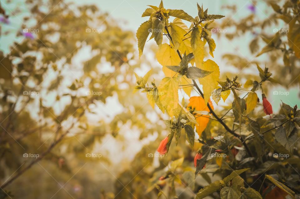 Transition of green leaves into autumn colours