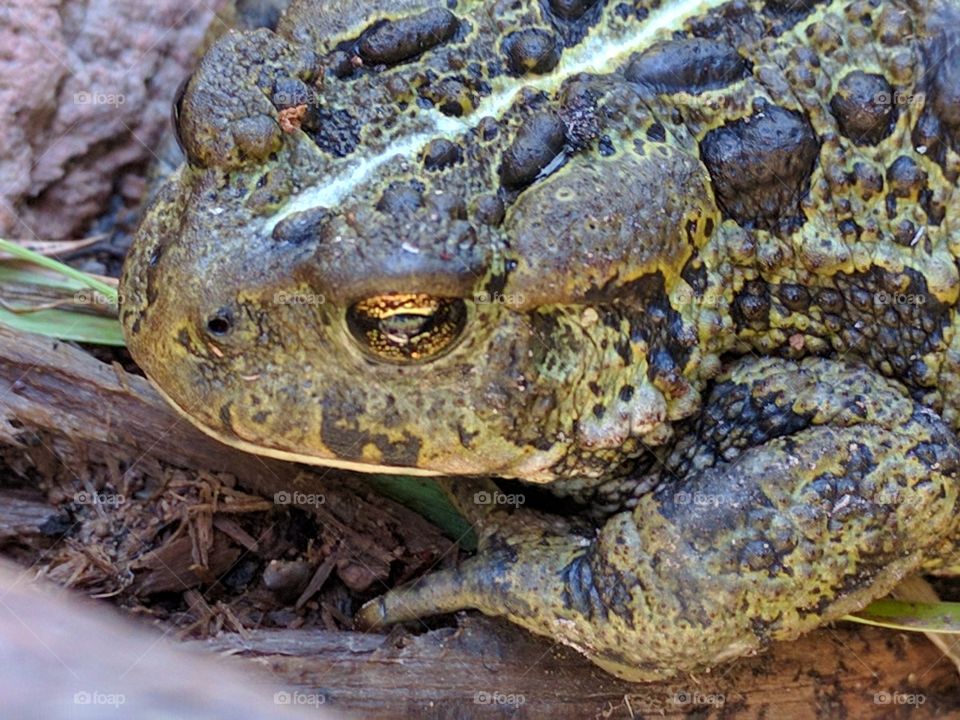 Toad up close