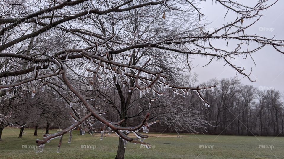 Frozen trees and the ravages of Winter